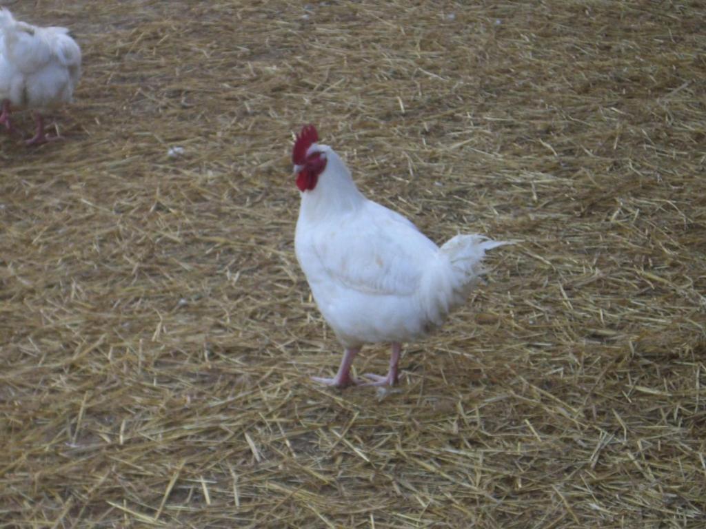 Gites De La Ferme Auberge De Mesauboin Billé Kültér fotó