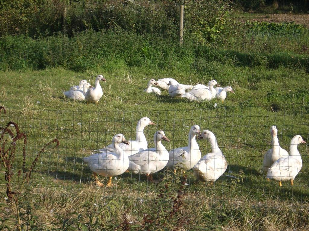 Gites De La Ferme Auberge De Mesauboin Billé Kültér fotó